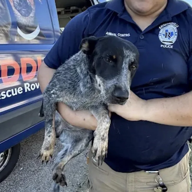 A baby medium-sized female Australian Cattle Dog / Blue Heeler dog named Lightning Mcqueen for adoption in Austin, TX