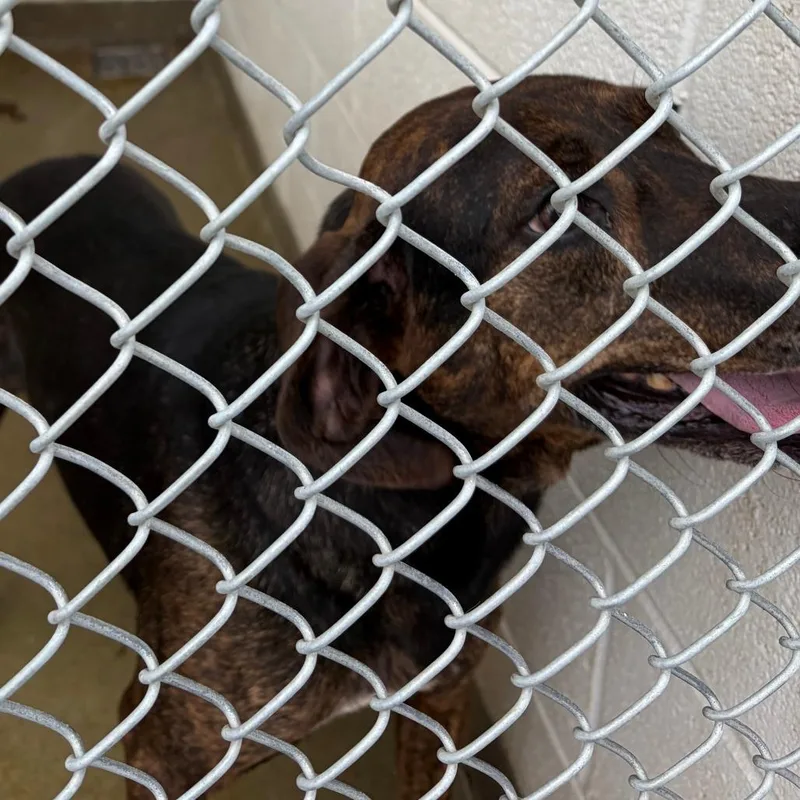 An adult large-sized male Brindle Hound dog named 71461 for adoption in Harrisonburg, VA