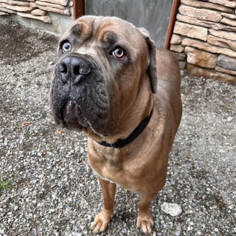 An adult large-sized male Brown / Chocolate Mixed Breed dog named Jb for adoption in Fairport, NY