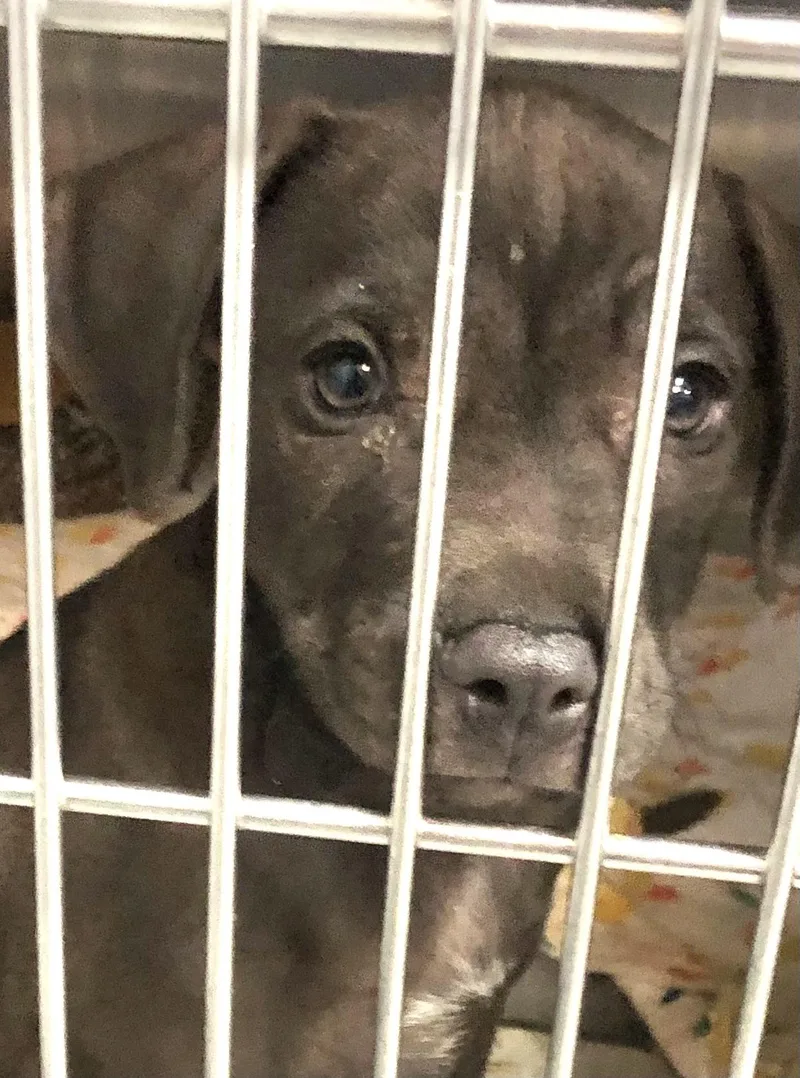 A baby medium-sized male Black Labrador Retriever dog named Silver for adoption in Parma, OH