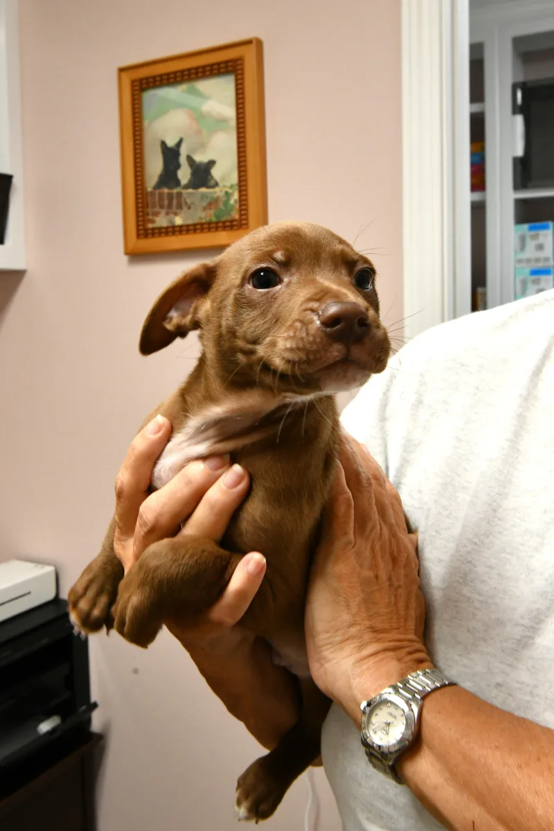 A baby medium-sized male Brown / Chocolate American Staffordshire Terrier dog named Vegas for adoption in Fairhope, AL