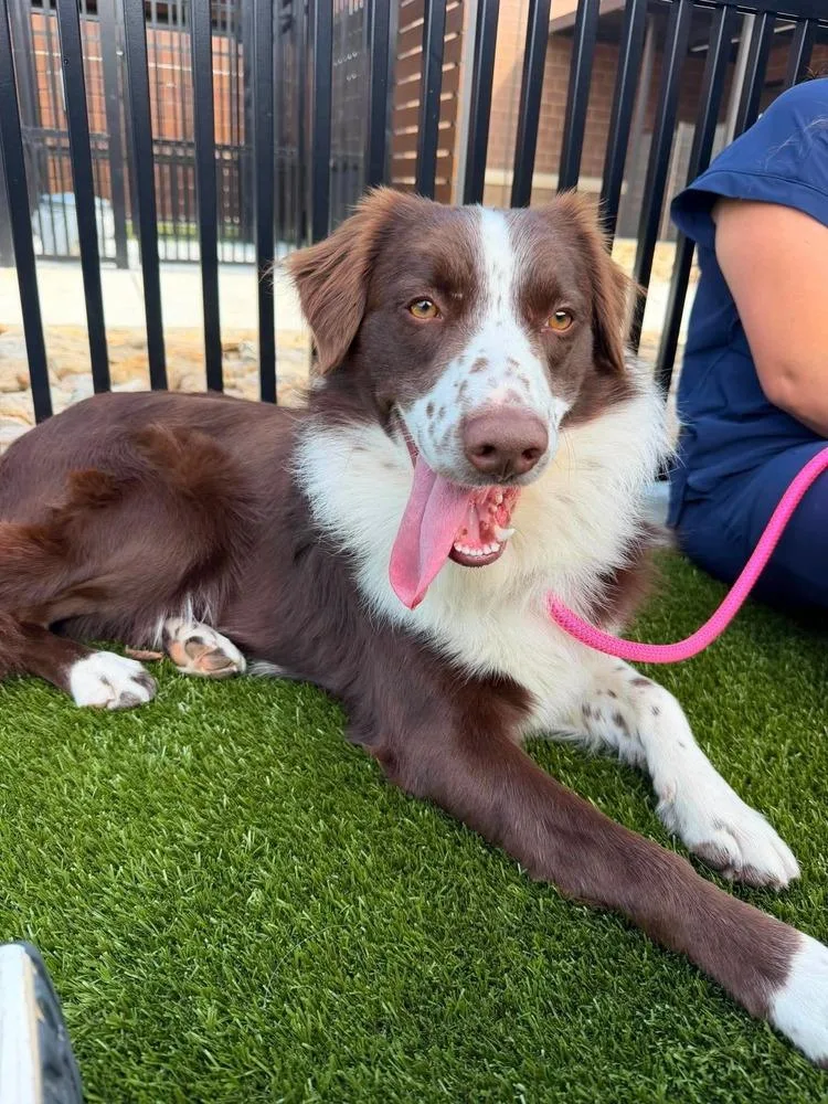 An adult medium-sized male Australian Shepherd dog named Ringo for adoption in Ontario, CA