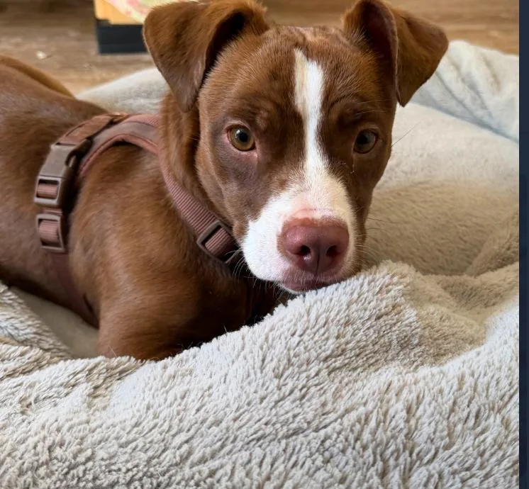 A young medium-sized female Red / Chestnut / Orange American Staffordshire Terrier dog named Nina for adoption in Los Angeles, CA