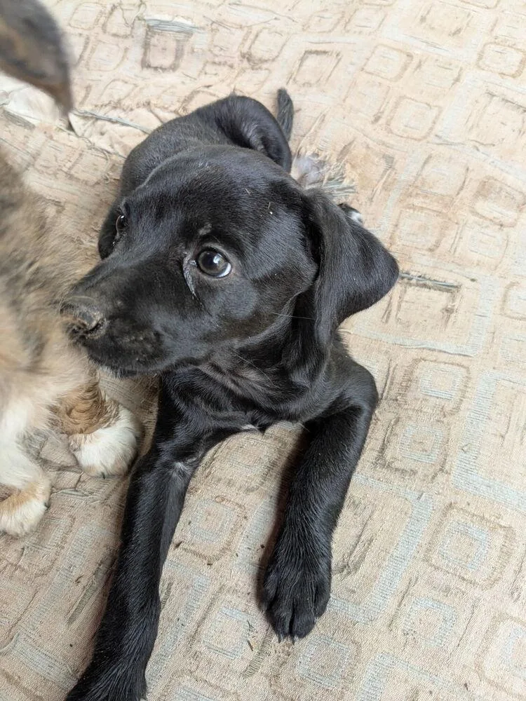 Gigi
