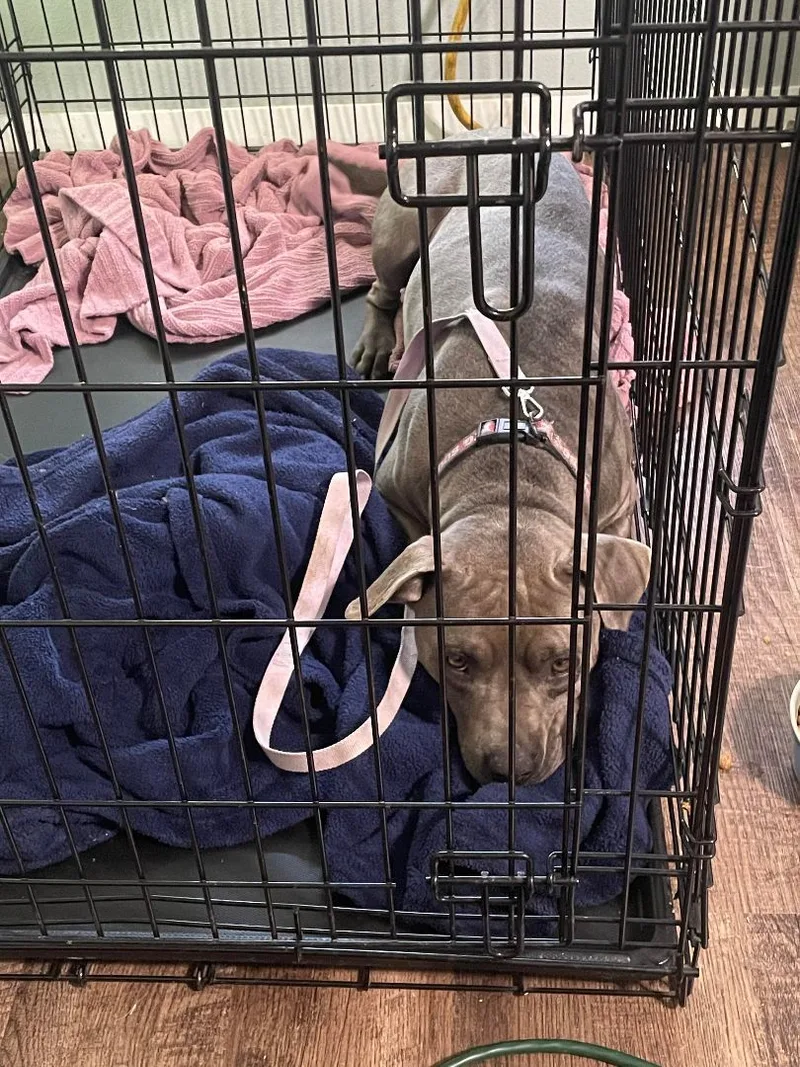 Momma Cookie thumbnail 2