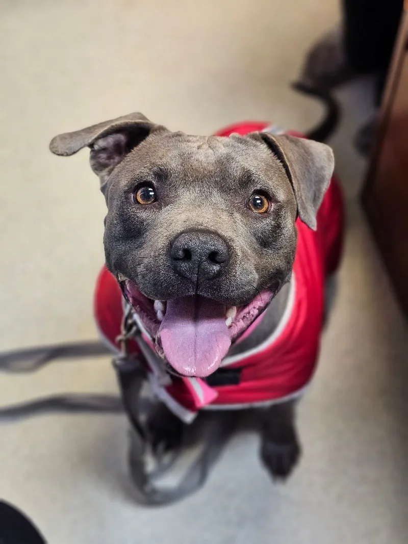 Momma Cookie thumbnail 3