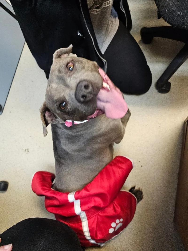 Momma Cookie thumbnail 5