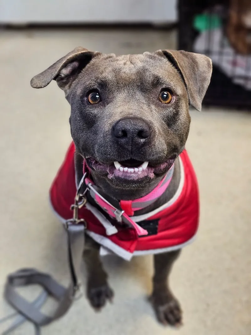 Momma Cookie thumbnail 6