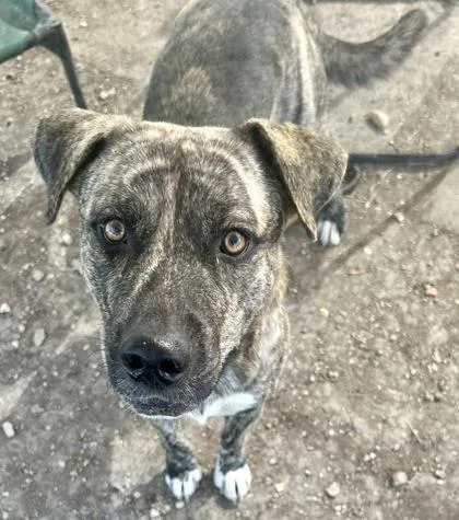 An adult large-sized male Brindle Mixed Breed dog named Jason De Woof for adoption in Georgetown, TX