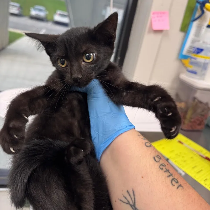 A baby small-sized female Black Domestic Short Hair cat named Jj for adoption in Columbiana, AL