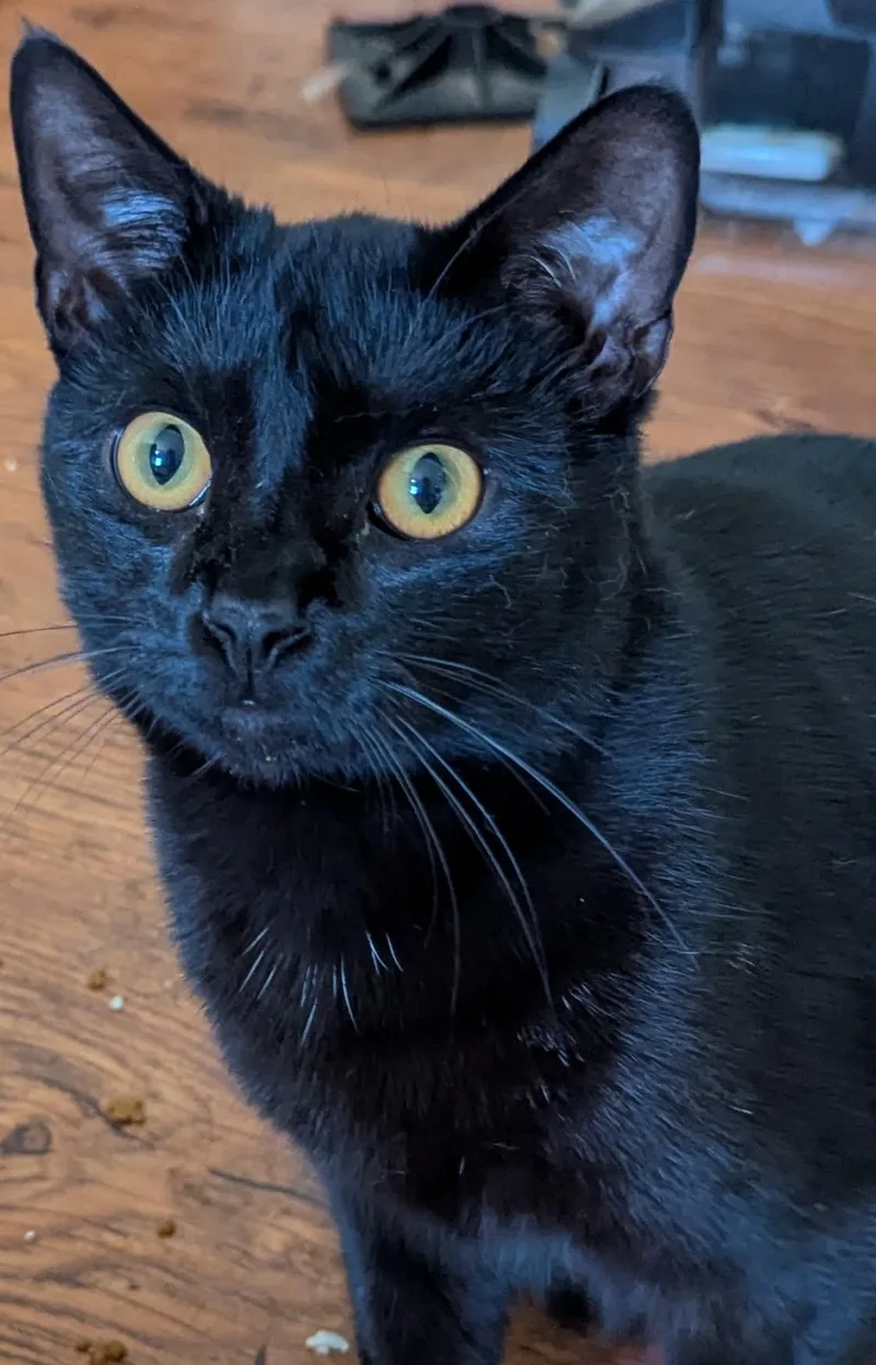 A young medium-sized female Domestic Short Hair cat named Chirpyvery Friendly Cat for adoption in Jamaica Plain, MA