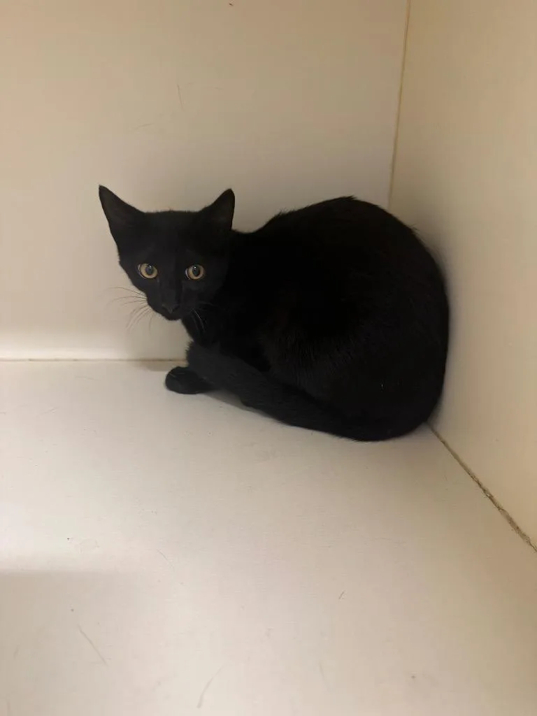 A baby medium-sized male Domestic Short Hair cat named Quiche for adoption in Bloomington, IN