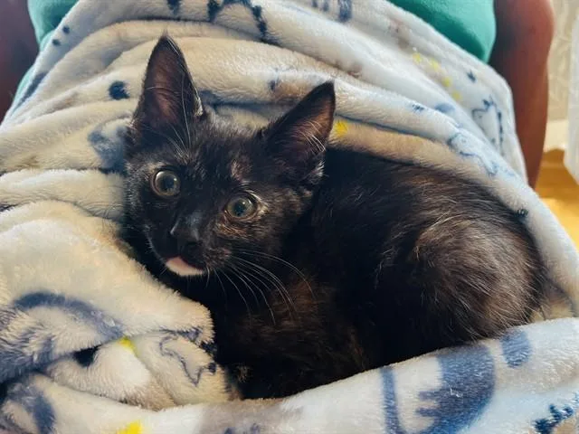 A baby small-sized female Domestic Short Hair cat named Cookie for adoption in Omaha, NE