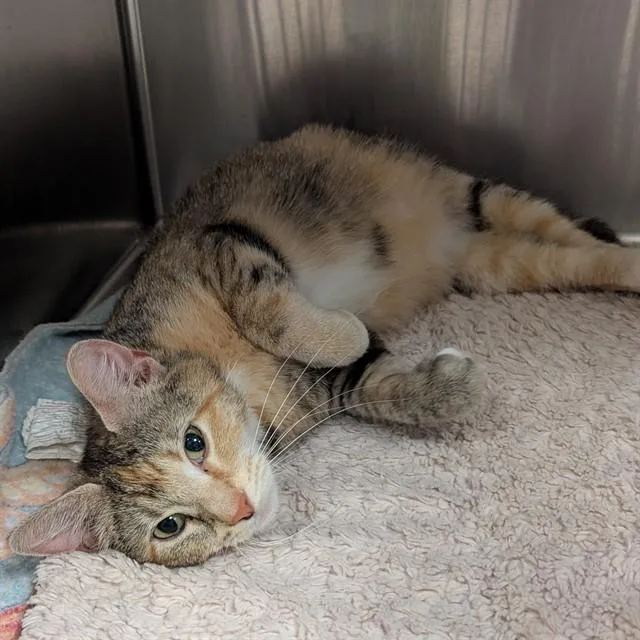An adult medium-sized female Domestic Short Hair cat named Karen for adoption in Olivette, MO