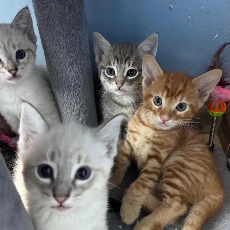 A baby small-sized male Orange / Red Domestic Short Hair cat named Conan for adoption in San Pablo, CA