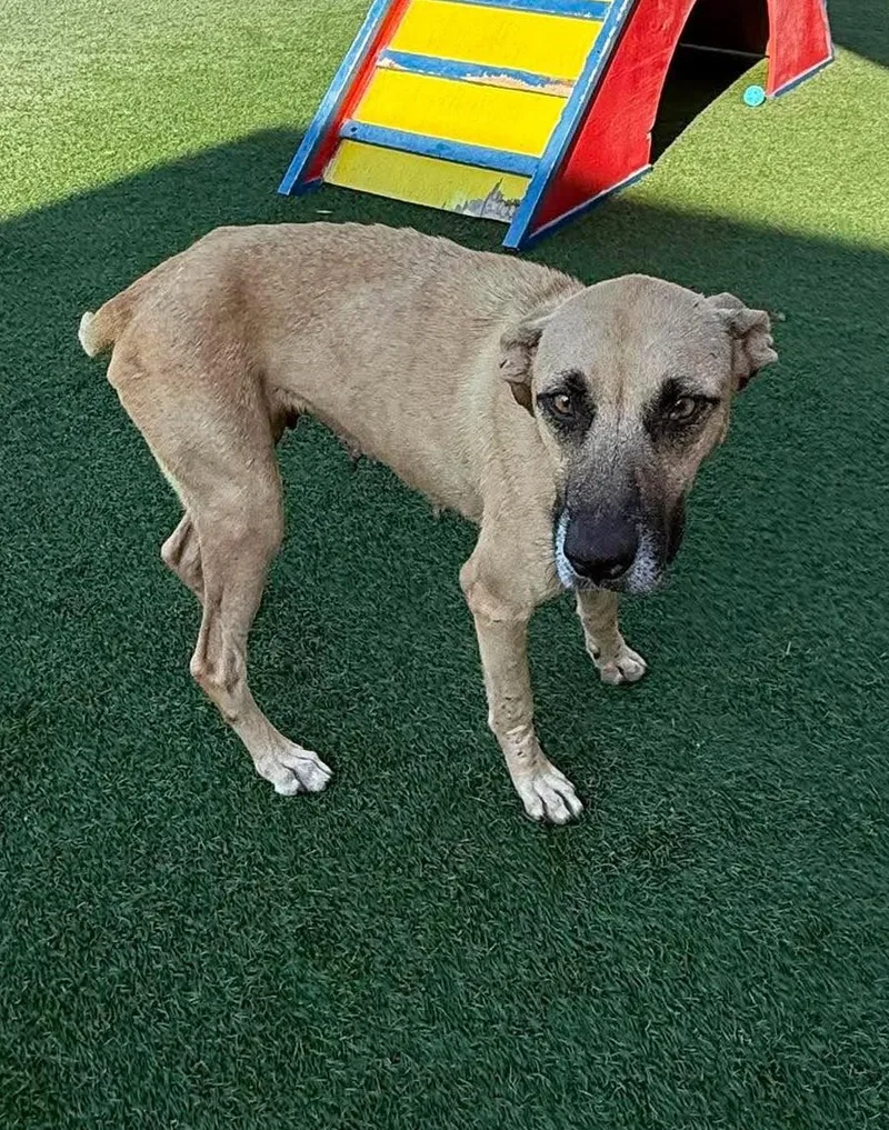 An adult medium-sized female Black Mouth Cur dog named Remi for adoption in Rockwall, TX