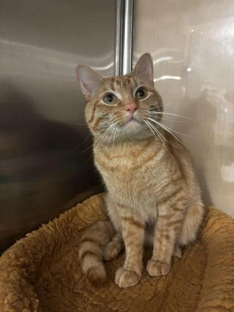 An adult medium-sized male Orange / Red Domestic Short Hair cat named Maxx for adoption in Lafayette, LA