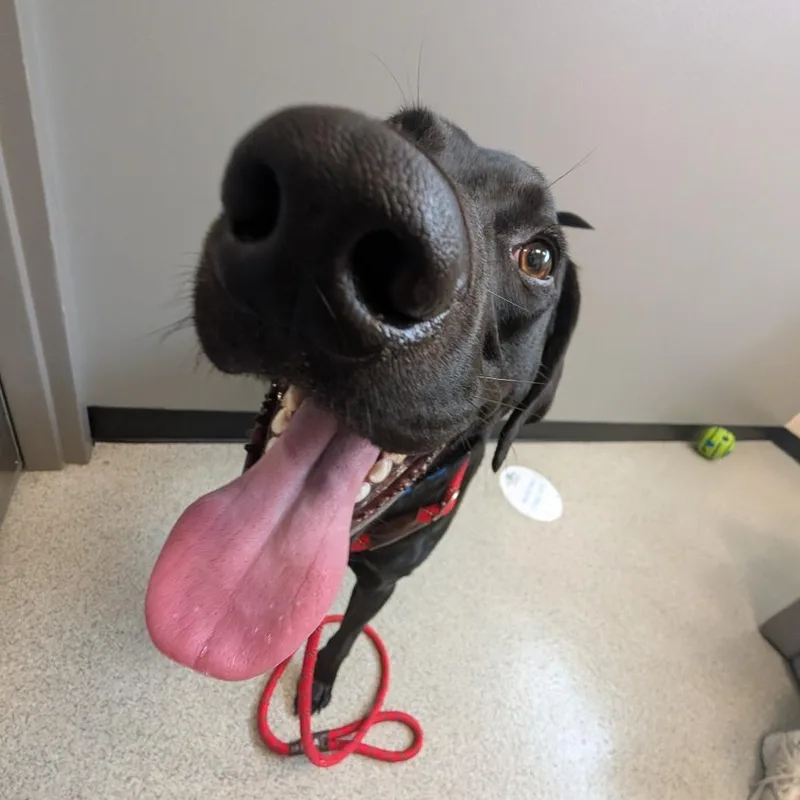 A young medium-sized male Black Labrador Retriever dog named Miles for adoption in Chicago, IL