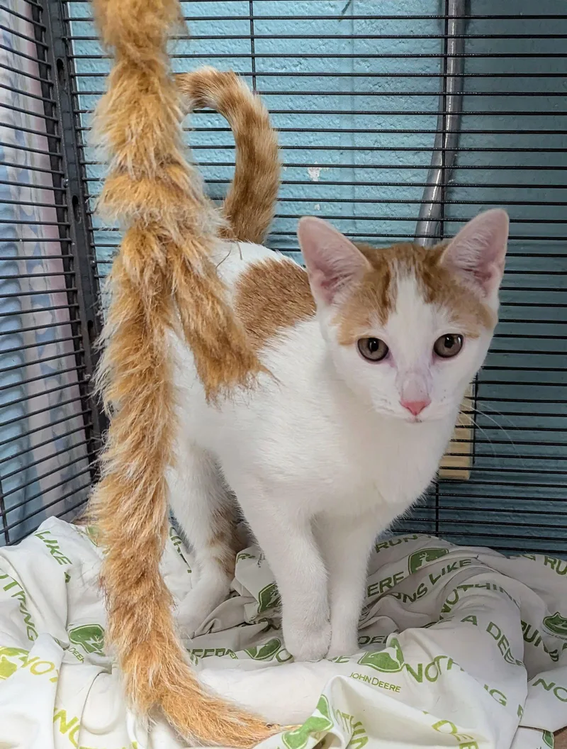 A baby medium-sized female Orange & White Domestic Short Hair cat named Lani for adoption in Trenton, NJ
