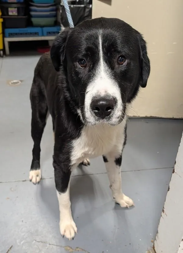 An adult large-sized female Labrador Retriever dog named Orion for adoption in Dallas, GA