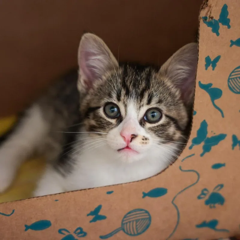A baby small-sized male Domestic Short Hair cat named Chameleon for adoption in Santa Barbara, CA
