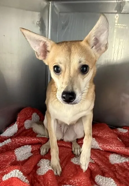 A young medium-sized female Chihuahua dog named Nala for adoption in Baldwin Park, CA