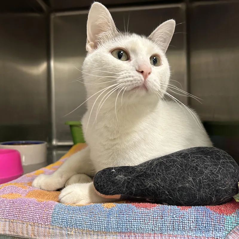 An adult medium-sized female Gray & White Domestic Short Hair cat named Winnie for adoption in La Grange Park, IL