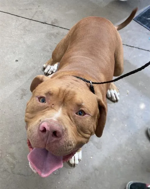 A young large-sized male Mixed Breed dog named Hammy for adoption in Dallas, TX