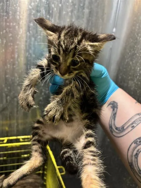 A baby small-sized female Domestic Short Hair cat named Katara for adoption in San Antonio, TX