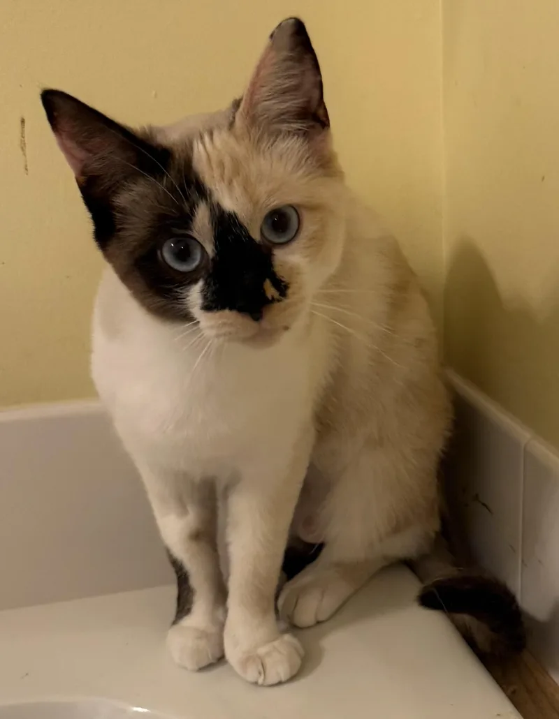 An adult medium-sized female Siamese cat named Shira for adoption in Blaine, MN