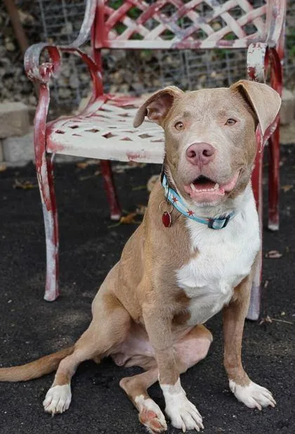 Jibarito thumbnail 2