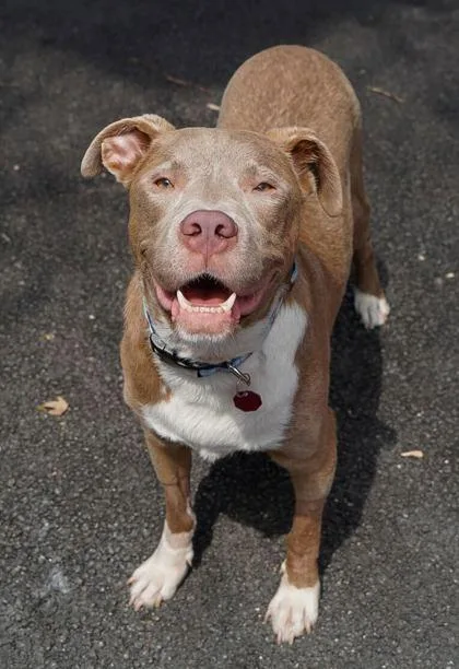 Jibarito thumbnail 5