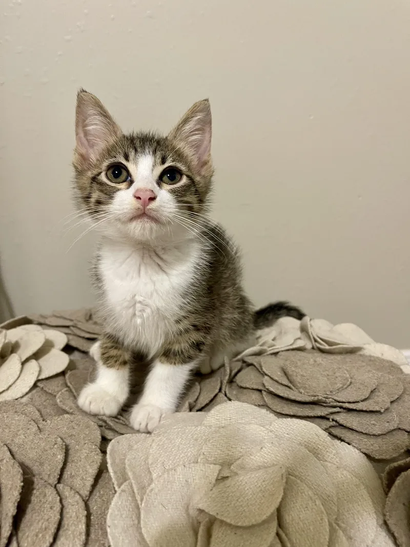 A baby small-sized male Tabby (Gray / Blue / Silver) Domestic Medium Hair cat named Post Malone RF for adoption in Spring, TX