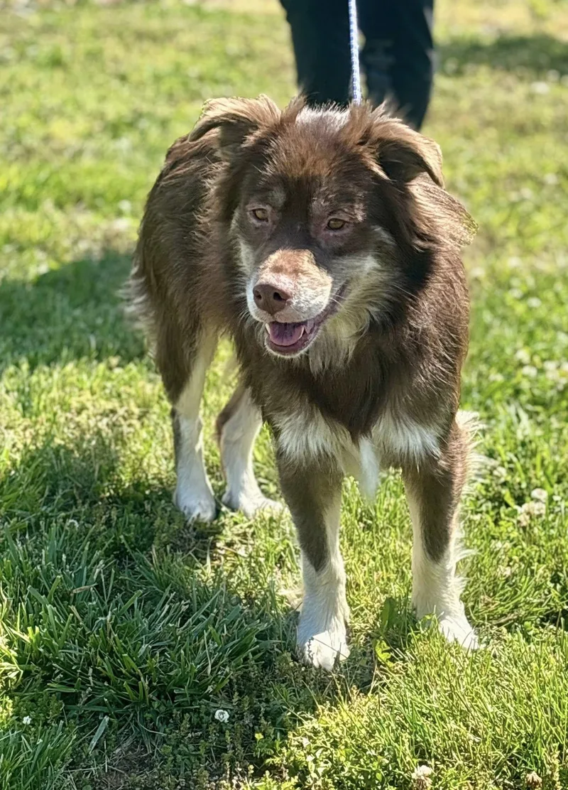 An adult large-sized male Brown / Chocolate Australian Shepherd dog named Ozzy for adoption in Franklin, KY