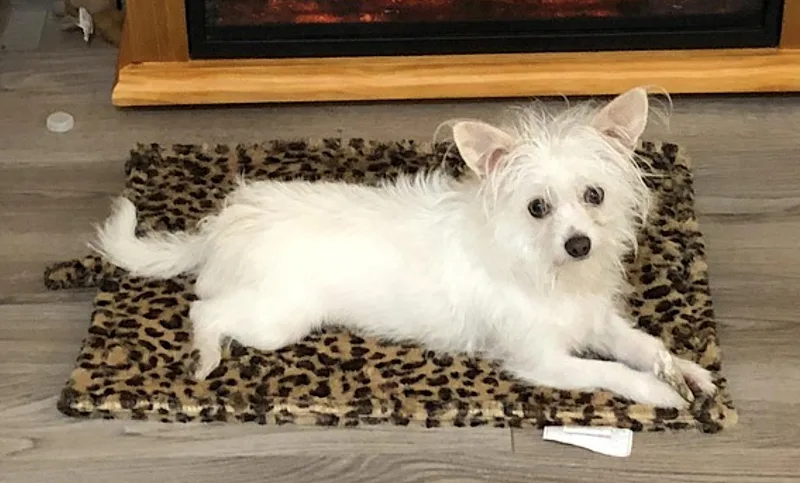 A senior small-sized male White / Cream Bichon Frise dog named Moxie for adoption in Amherst, MA