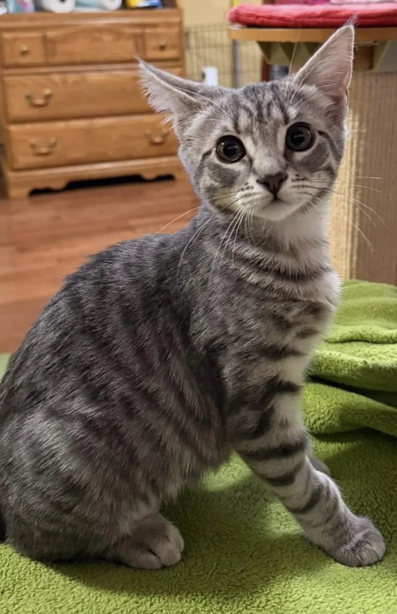 A baby medium-sized female Domestic Short Hair cat named Pepper Jack for adoption in Beacon, NY