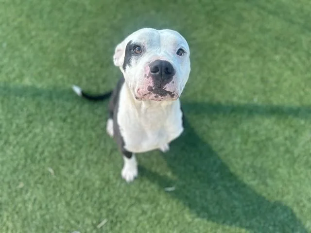 A young large-sized male Mixed Breed dog named Petey for adoption in Dallas, TX
