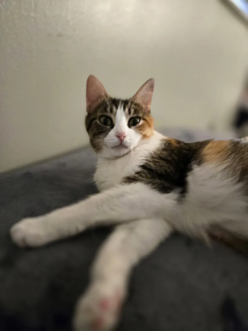 A baby medium-sized female Domestic Short Hair cat named Florense for adoption in Walled Lake, MI