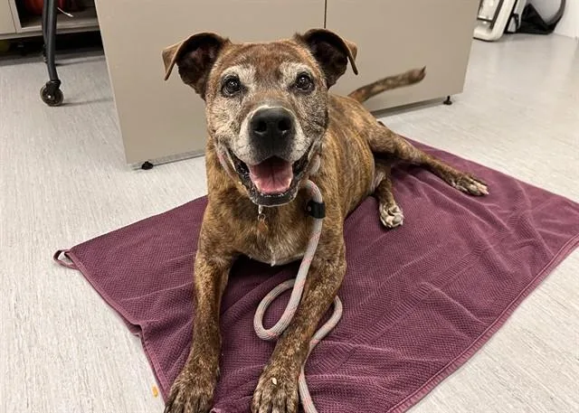 A senior large-sized male Labrador Retriever dog named Simba for adoption in Colorado Springs, CO
