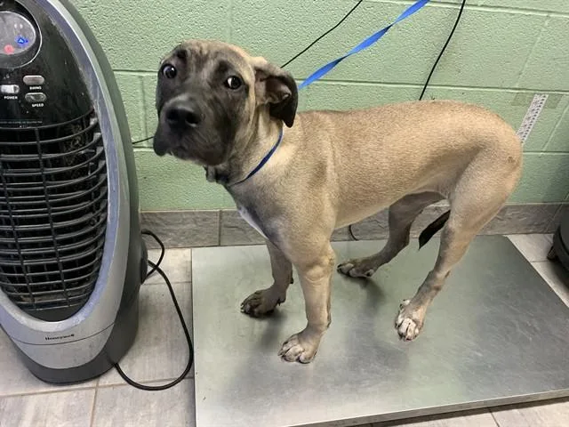 A young large-sized female Mastiff dog named August for adoption in Grand Prairie, TX