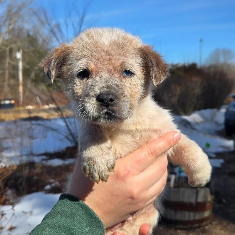 Ct Scooby Doo Avail thumbnail 2