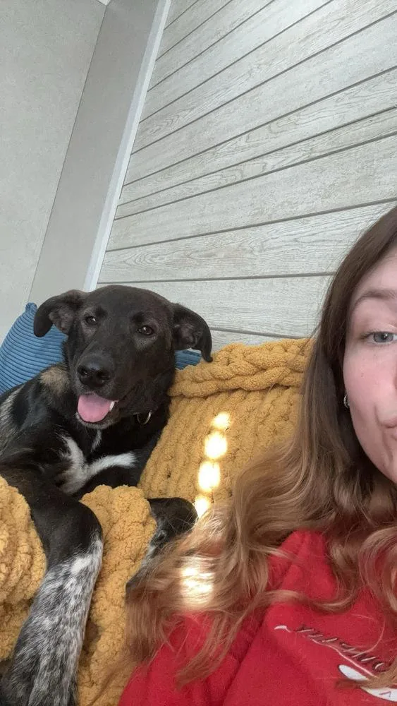 A young medium-sized male Shepherd dog named Lionel for adoption in Willingboro, NJ