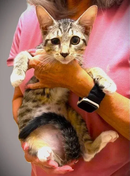 A baby medium-sized female Tabby cat named Trinket for adoption in Fort Myers, FL