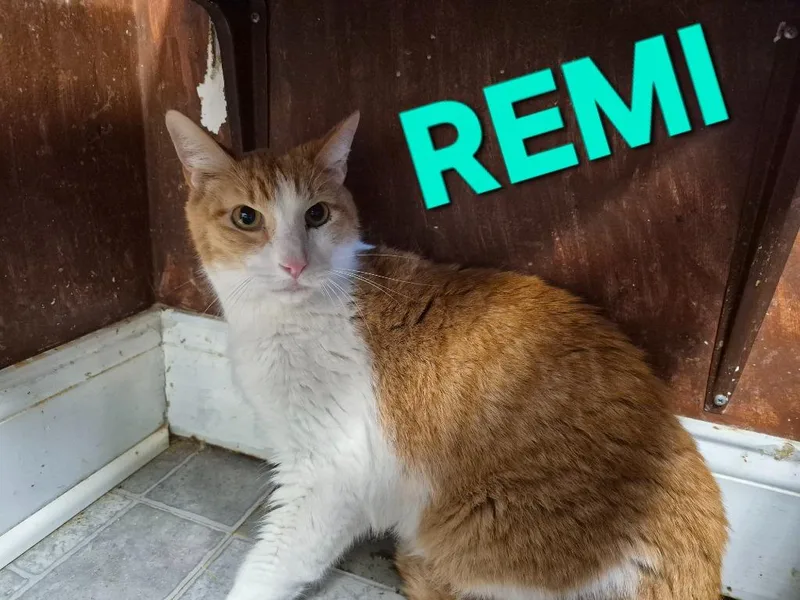 A senior medium-sized male Domestic Short Hair cat named Remi for adoption in Rome, GA