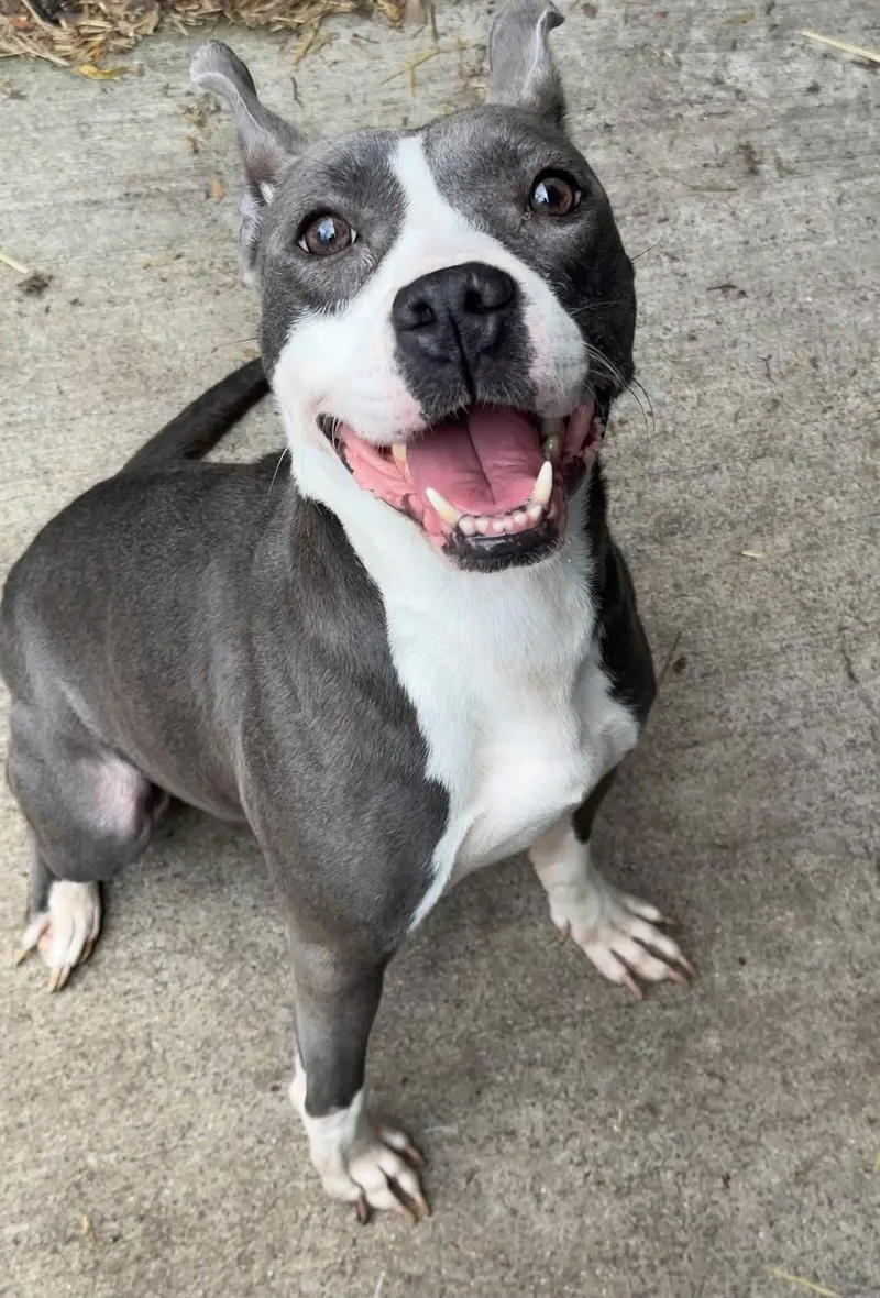 An adult medium-sized female Gray / Blue / Silver Pit Bull Terrier dog named Stormcloud for adoption in Chicago, IL