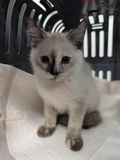 A baby small-sized female Domestic Short Hair cat named Coke for adoption in West Chester, PA