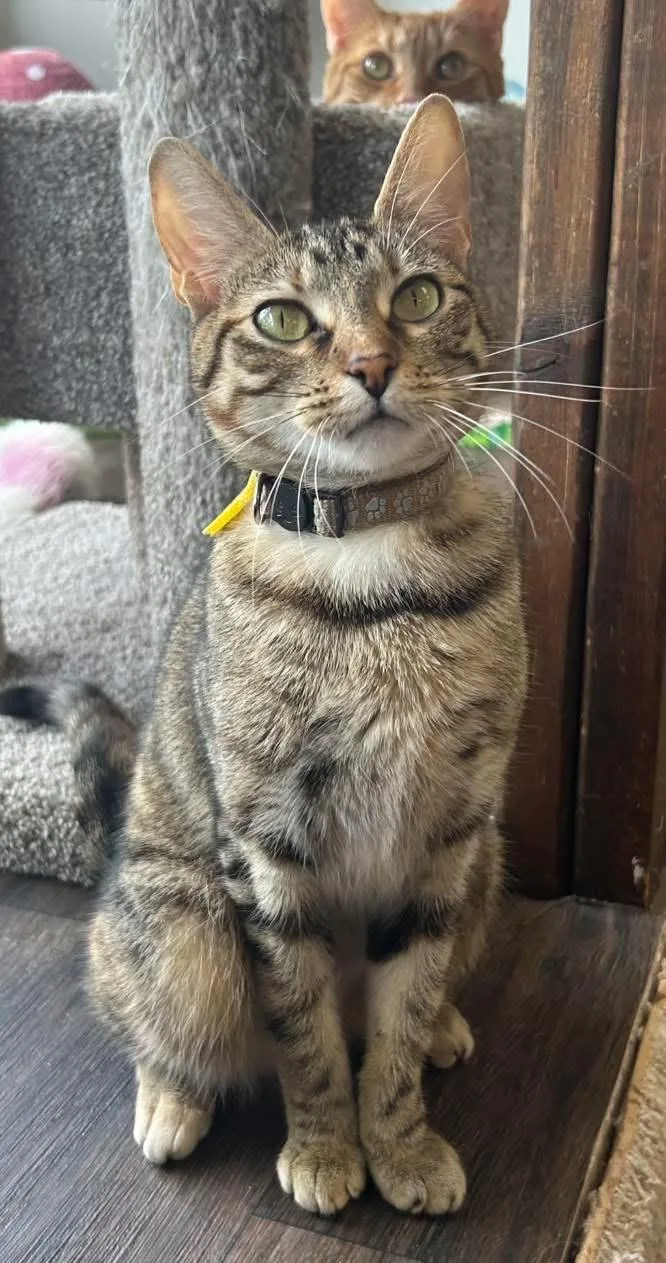 An adult medium-sized female Torbie Domestic Short Hair cat named Cleo for adoption in Momence, IL