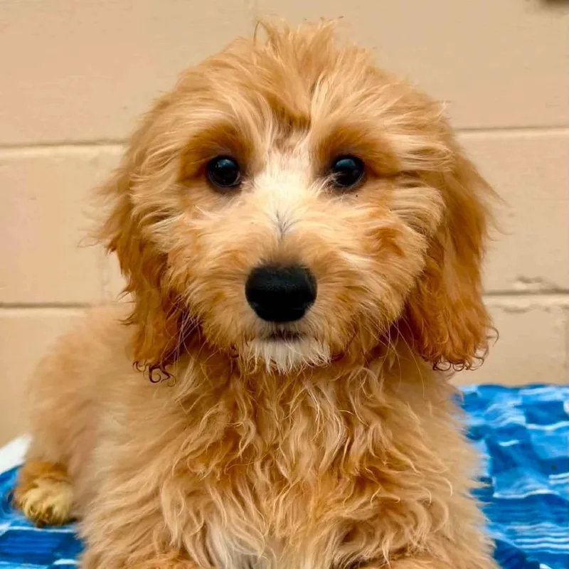 Max