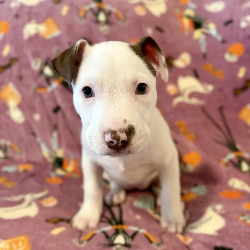 A baby medium-sized female White / Cream Pit Bull Terrier dog named Jazz for adoption in Chandler, AZ