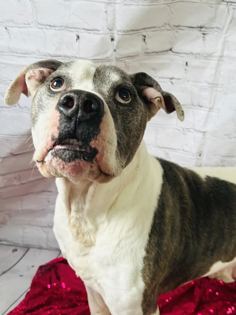A senior extra large-sized male Pit Bull Terrier dog named Tj for adoption in Elizabethtown, PA